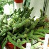 Echinopsis _chamaecereus _11